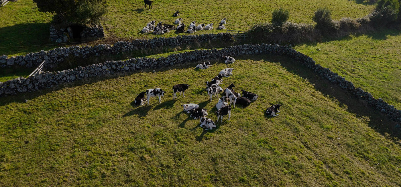 Raças Autóctones Portuguesas - José Ignácio